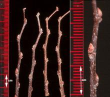 twigs and buds, winter