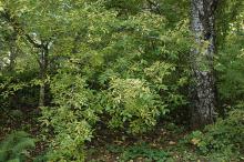 plant habit, fall