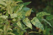 leaves, fall