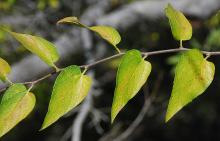 leaves, fall
