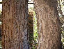 trunk, bark