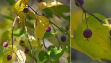 leaves and fruit, fall
