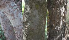 trunk, bark