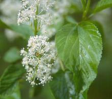 flowers and leaf