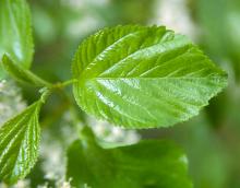 leaf