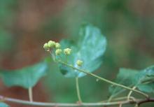 developing fruit