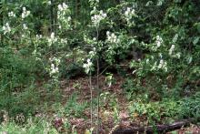 plant habit, flowering
