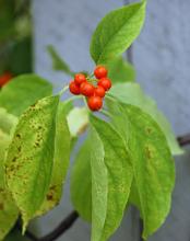 leaves and ripe fruit