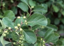 leaves and young fruit