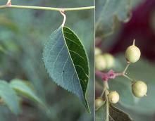 leaf and immature fruit