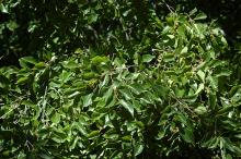 foliage and fruit