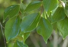 leaves