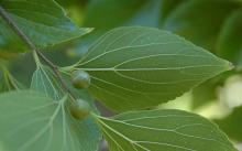 immature fruit snd leaves