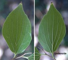 leaf