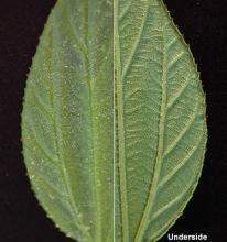 leaf surface and margin