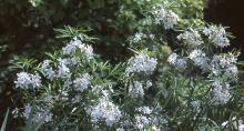 flowering branches