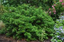 plant habit, summer plant habit, summer