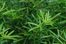 foliage foliage