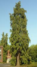plant habit