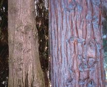 trunk, bark