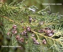 male and female cones, winter