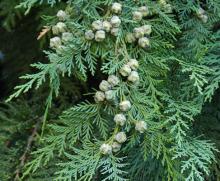 foliage and female cones, July