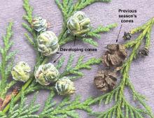 female cones, summer