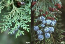 developing female cones