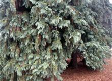 branches, foliage