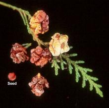 ripening cones, seed drop, late summer
