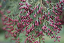 male cones, spring