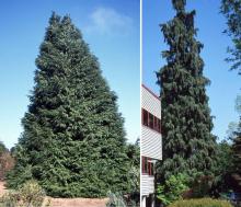 plant habit, young and older