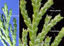 leaves, underside