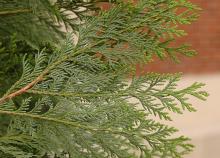 branchlets
