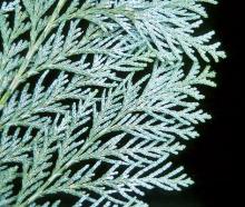 branchlets