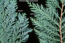 branchlets, comparison with species type