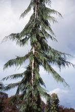 branches 
