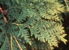 branchlets, leaves