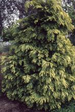 plant habit