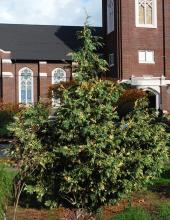 plant habit plant habit