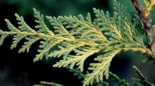 branchlets, scale leaves branchlets, scale leaves