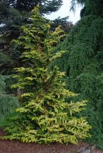 plant habit