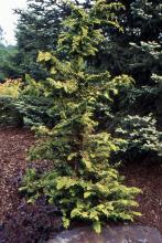 plant habit