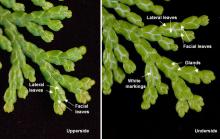 leaves