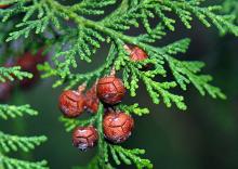 branchlets and cones