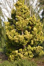 plant habit