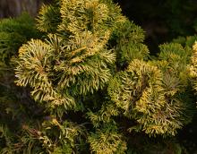 foliage sprays
