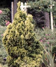 plant habit