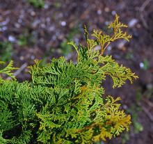 foliage foliage