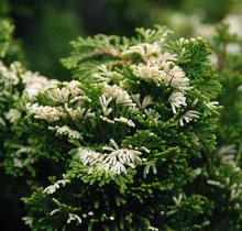 white tips of branchlets